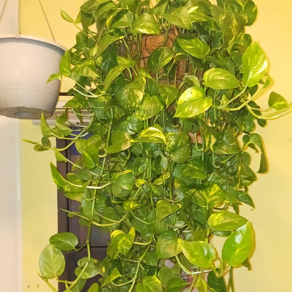 Meet your Posher, Kaia - Picture 2 of 3